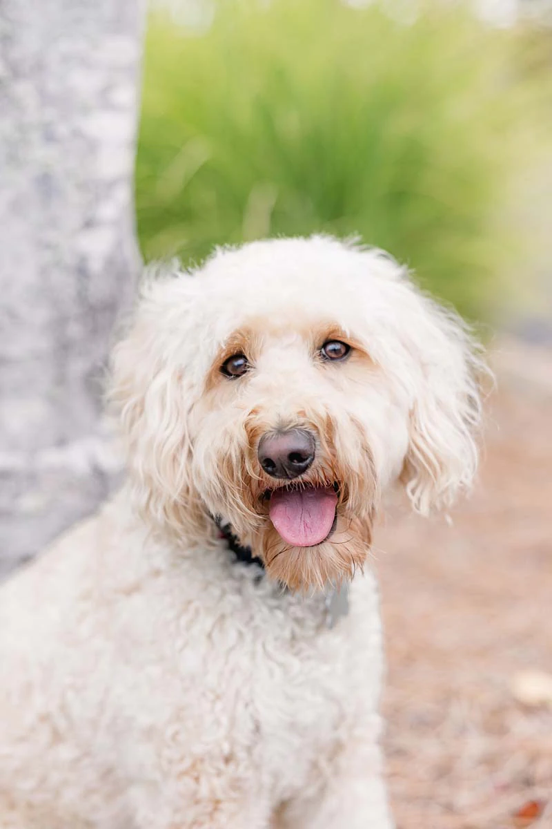 Tucker, Office Therapy Dog